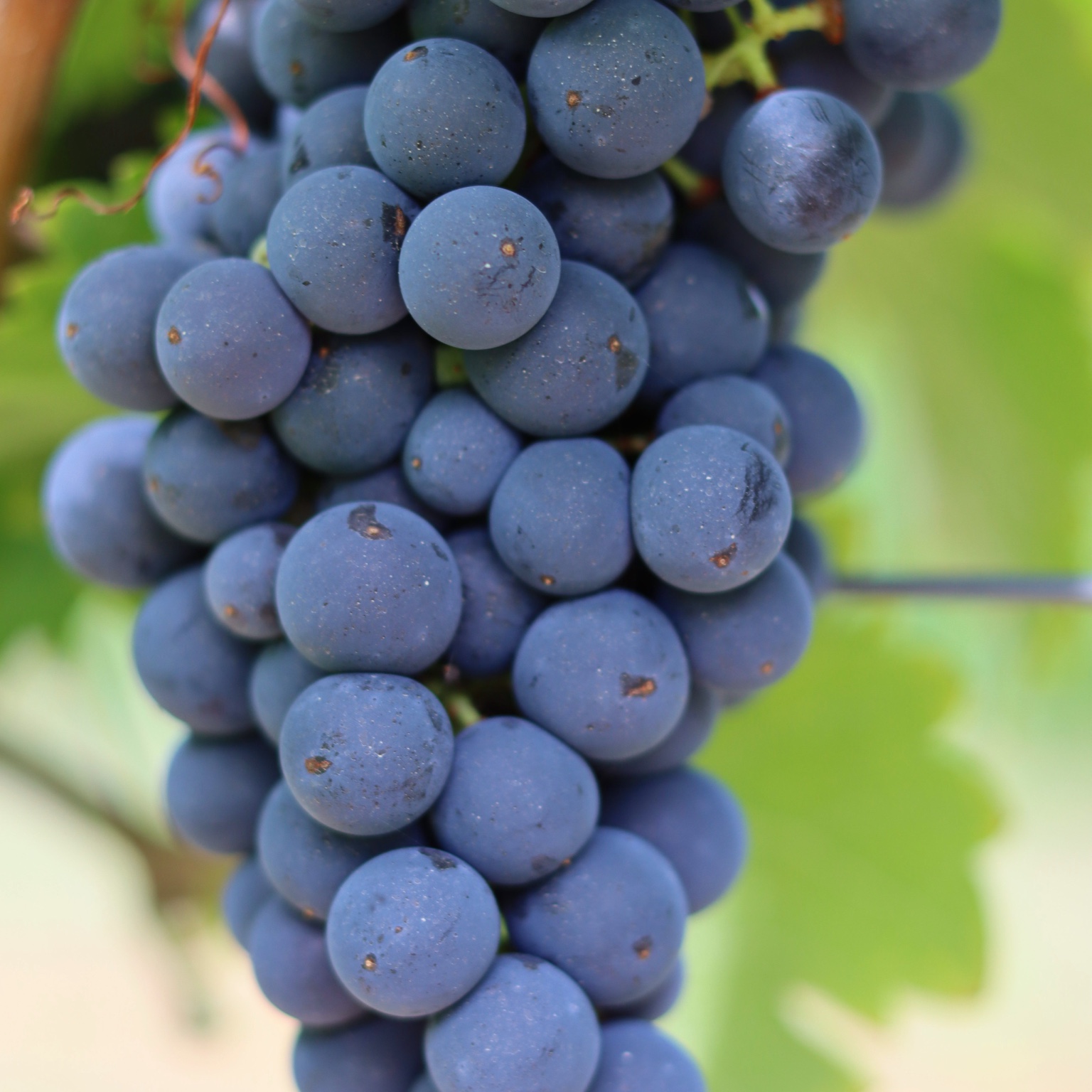 Close-up of wine grapes on the vine